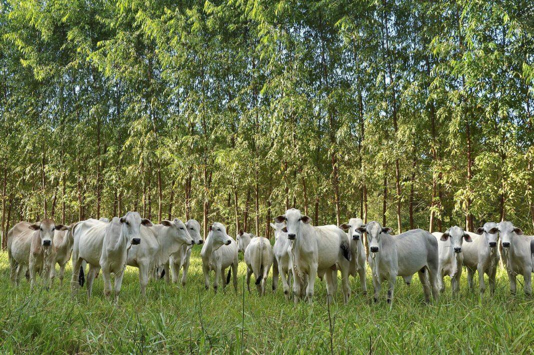 Em MS, eucalipto já ocupa 1,3 milhão de hectares e deve substituir áreas da pecuária