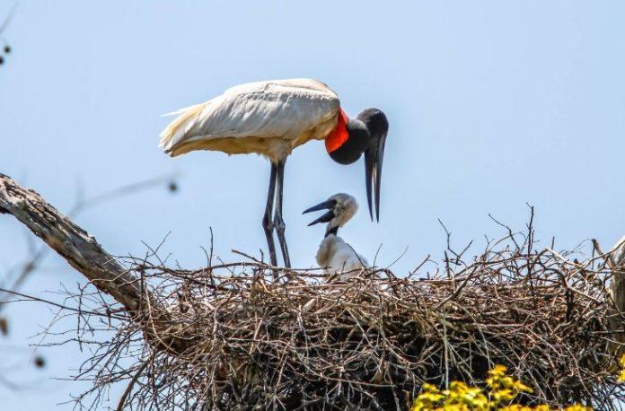 Potencial de MS e preservação do Pantanal serão pautas de reunião entre Riedel e executivos nos EUA