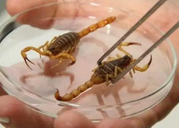 Secretaria de Saúde alerta sobre aumento de acidentes com escorpiões em MS