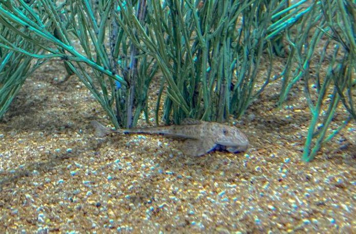 Bioparque Pantanal tem como atração peixe em extinção que reproduz de forma inédita no mundo
