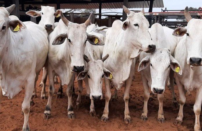 Com lotes para visitação em Aquidauana, SAD fará leilão on-line de 64 bovinos Nelore