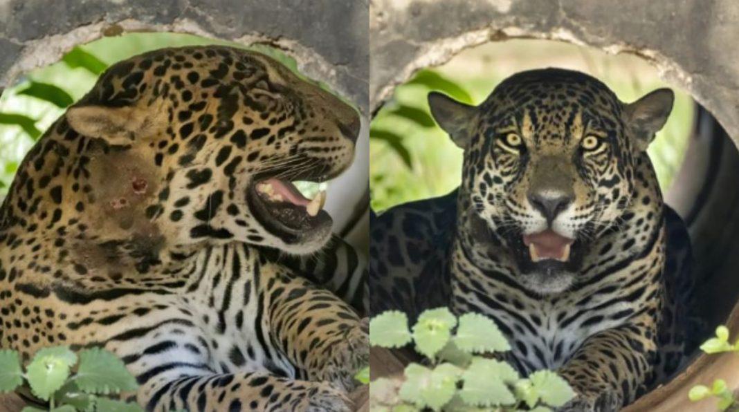 Envolvida em confusão no Pantanal, onça de Richarlison perde objeto importante