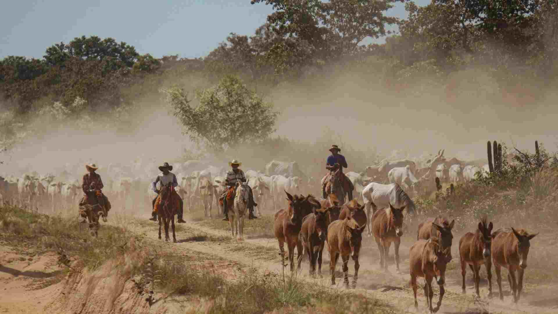 Pantanal com vocação para carne sustentável, que vai para mesa extralimpa e no 'padrão terroir'