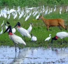 Aprovada na CMA a criação do Estatuto do Pantanal, projeto segue agora para a Câmara