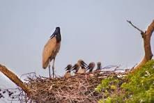 Biólogos tentam salvar fauna ameaçada pelo fogo no Pantanal