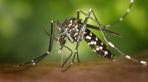 Estratégia de combate ao Aedes com larvicida vira política nacional
