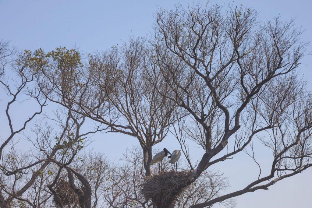 Governo de MS e Força Nacional trabalham em conjunto para combater focos no Pantanal