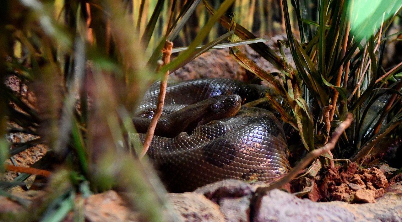 No Dia Mundial da Cobra, Bioparque destaca importância de duas moradoras que ganharam vida nova