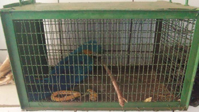 Aves silvestres são resgatadas feridas em Aquidauana e PMA encaminha para Centro de Reabilitação na Capital
