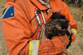 Filhotes de gato-palheiro são resgatados em meio às chamas de incêndios do Pantanal