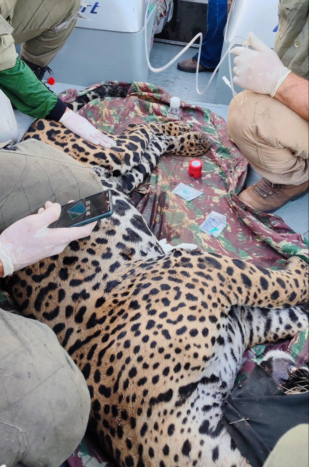Mais uma onça-pintada foi resgatada das queimadas