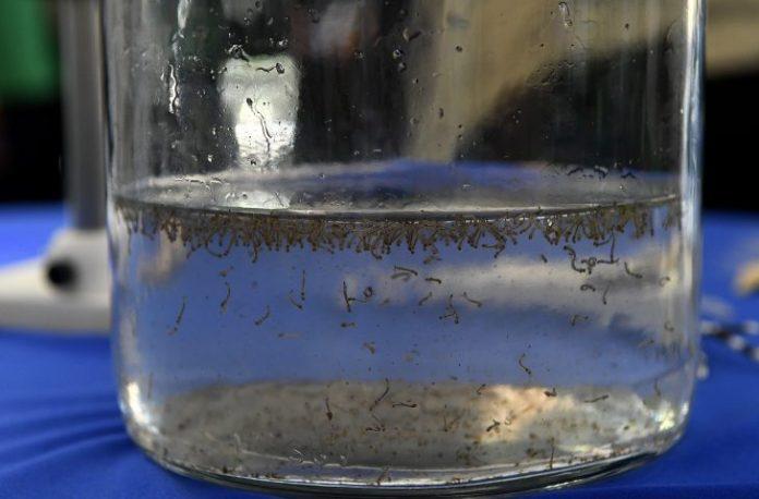 Mato Grosso do Sul registra 15.636 casos confirmados de dengue