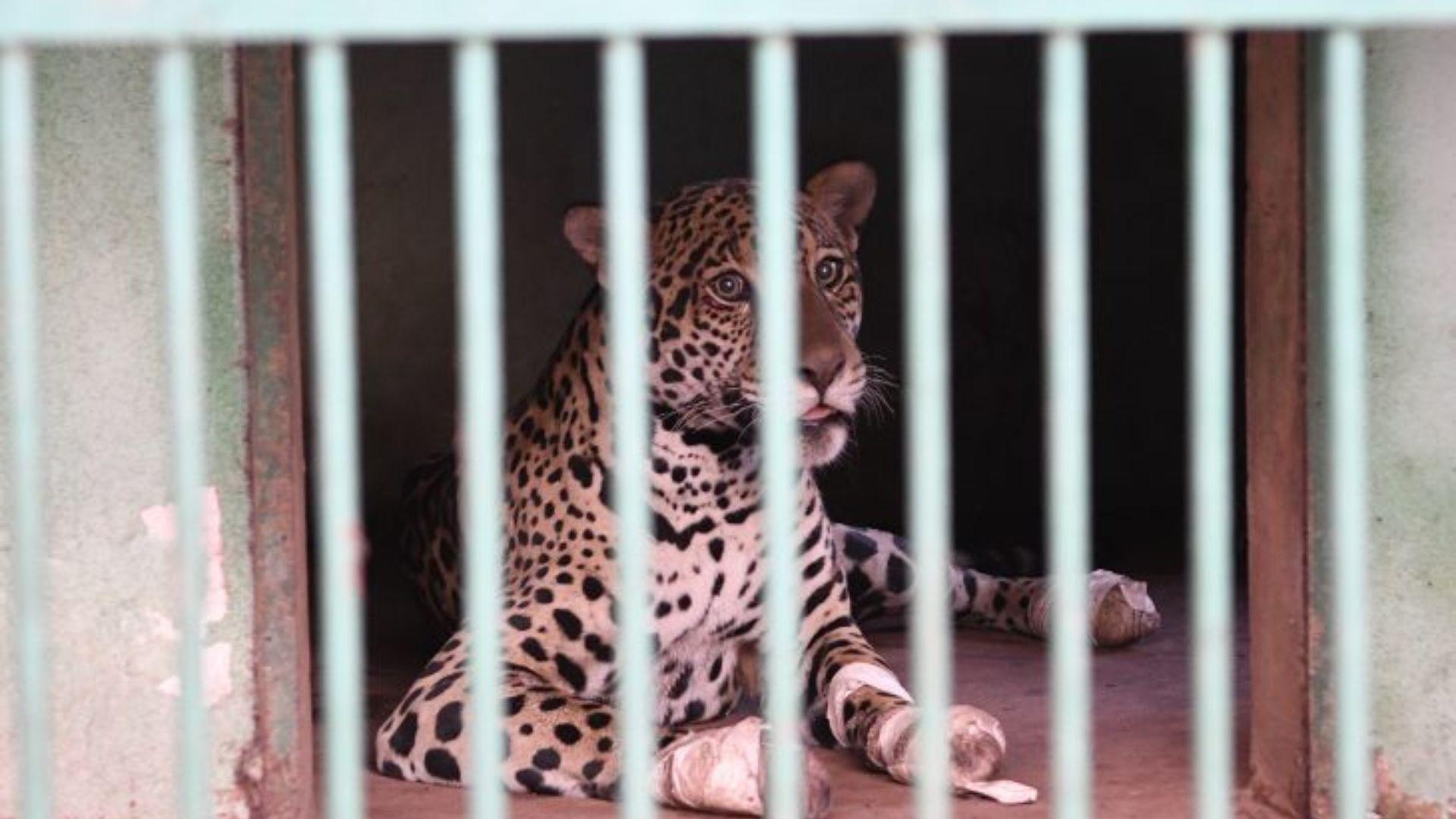 Onça-pintada é resgatada no Pantanal de Miranda com queimaduras nas patas