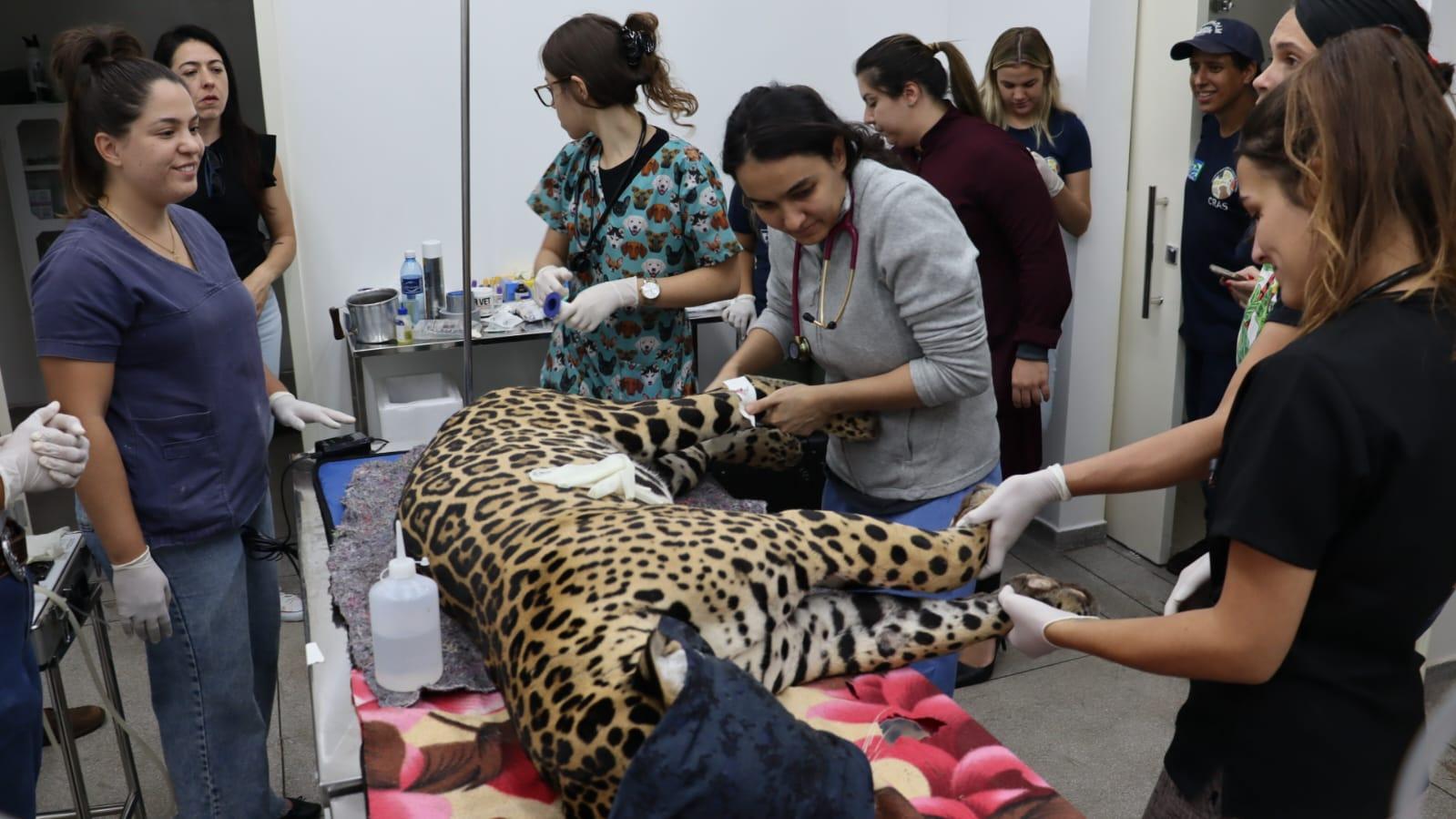 Onças vítimas das queimadas no Pantanal seguem se recuperando