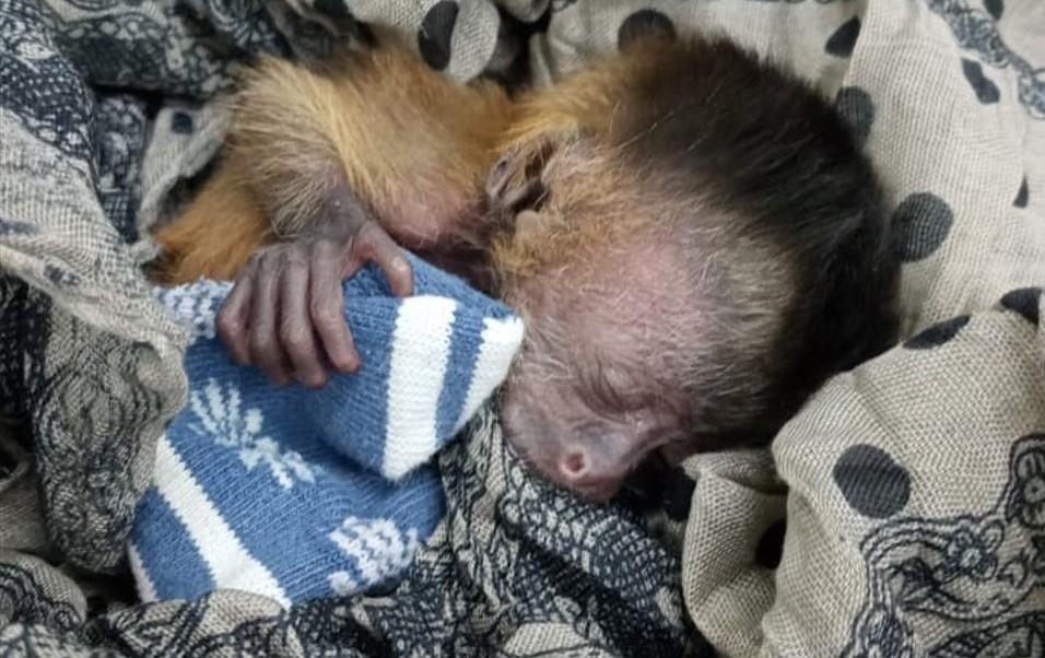 Filhote de macaco-prego é salvo após incêndios no Pantanal e tratado no Hospital Ayty