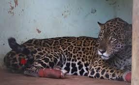 Morre onça Antã, resgatada debilitada e com patas queimadas no Pantanal