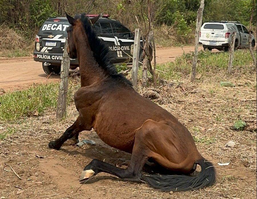 Policia Civil resgata um cão, dois cavalos e prendem tutora em flagrante por maus-tratos
