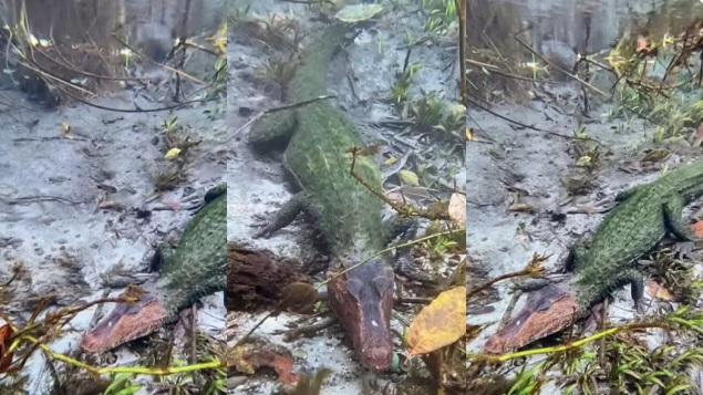 Jacaré de duas cores é visto submerso no Rio Sucuri e surpreende guia de turismo em MS