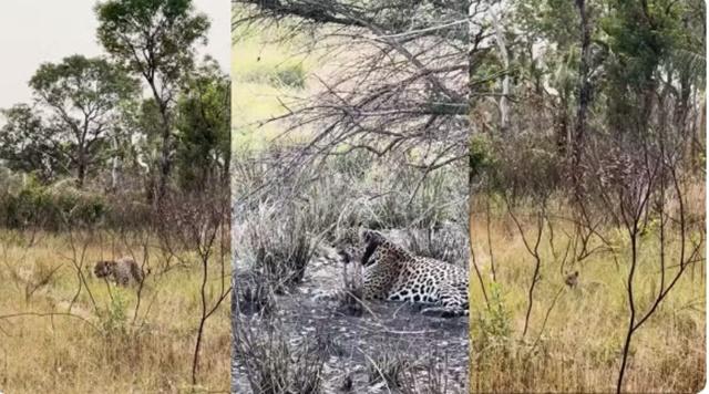 Onças-pintadas são vistas em ‘momento de família’ após sobreviverem ao fogo no Pantanal