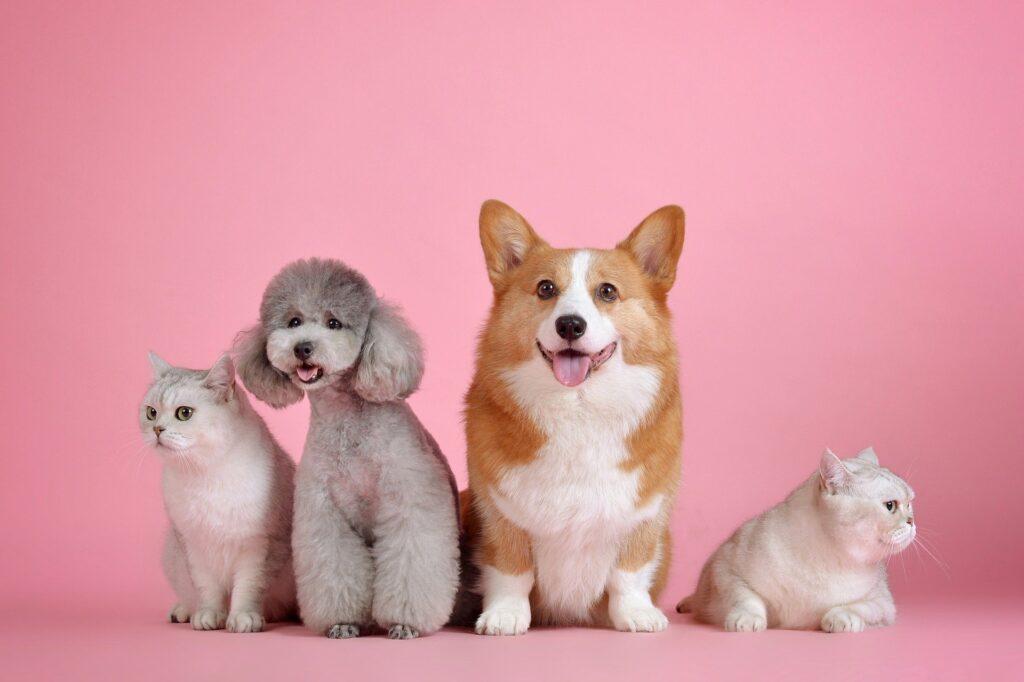 Outubro Rosa Pet: campanha estadual conscientiza sobre câncer em animais domésticos