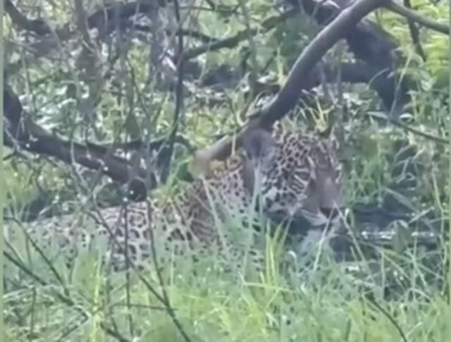 Onça-pintada Itapira resgatada de queimadas no Pantanal se recupera e é vista na natureza