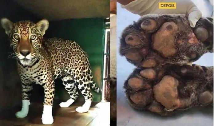 Onças feridas nos incêndios do pantanal são curadas e voltam à natureza