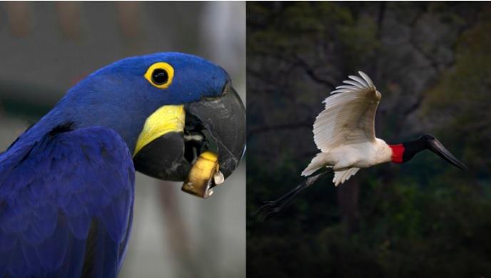 Arara-Azul e Tuiuiú podem se tornar símbolo do Estado e do Pantanal