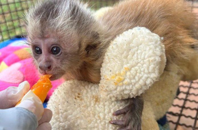 CRAS acolhe filhote de macaco-prego com fratura e inicia cuidados para recuperação