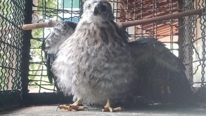 Filhote de falcão é resgatado por morador no quintal de casa em Camisão