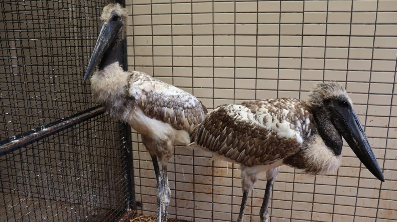 Imasul transfere filhotes de tuiuiú e corujas para zoológico em São Paulo