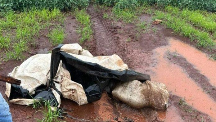 Corpo de homem é encontrado dentro de sacos em plantação de soja