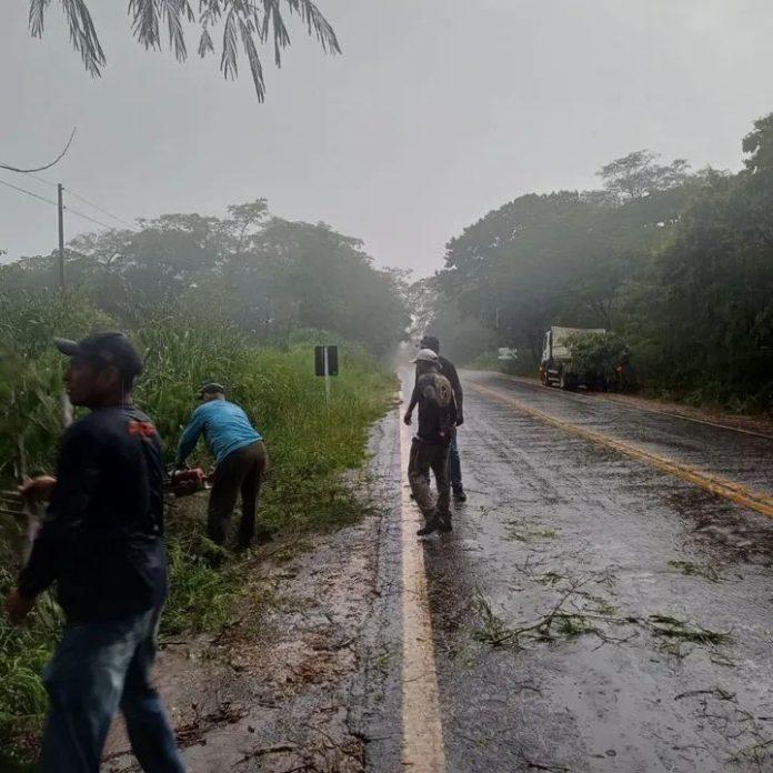 Prefeitura retira árvores caídas na MS-450 e libera acesso à UEMS